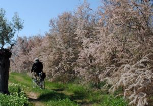 Ποδηλατώντας στα Μέγαρα